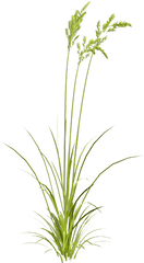 Sweet Grass Png Image - Grasses Watercolor