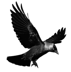 Crow Png Free Download - Transparent Background Crow Png