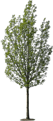 Download Transparent Birch Tree Png - High Resolution Tree Free Tree Png Texture