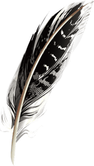 Feather - Black Feather Png