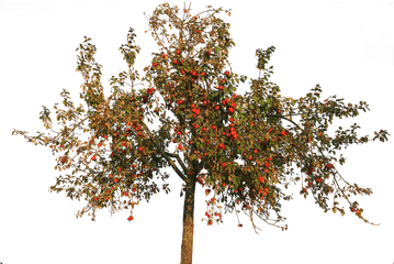 Apple Leaves Autumn Fruit - Apple Tree Transparent Background Png