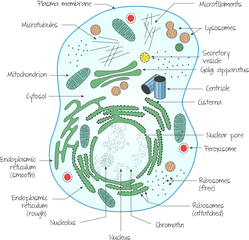 Ultrastructure Of A Eukaryotic Cell - Dot Png