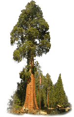 Redwoods Png And Vectors For Free - Sequoia Tree Transparent Background