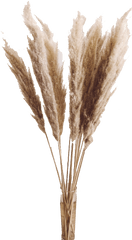 Pampas Grass Beige 3 Pcs Dried 44 Tall Cortaderia Selloana Wedding Decor Home Floral Arrangement Bohemian Plant - Transparent Pampas Grass Png