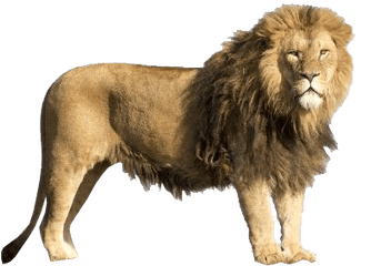 Lion Transparent Background Image - Lion With Transparent Background Png