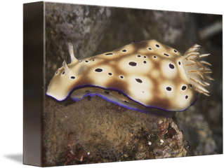 Nudibranch Feeding - Underwater Png