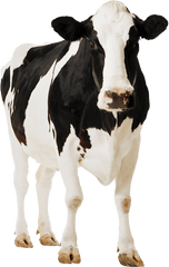 Png - Cow Png