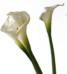 Calla Lilies Flowers Png Free Background