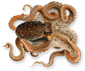 Octopus Transparent - Png Transparent Octopus Png