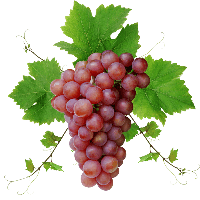 Grape Png Image