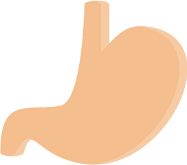 Stomach Png Icon - Estomago Svg