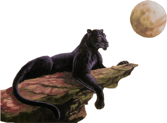 Clip Art Graphics - Panther Moon Png