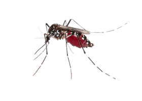 Mosquito Photos Download HQ PNG