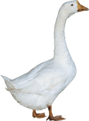 Duck Png Images - Duck Png