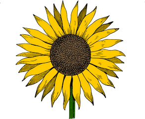 Sunflower Vector Png - Sunflower Clip Art