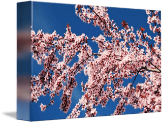 Cherry Blossoms Transparent PNG