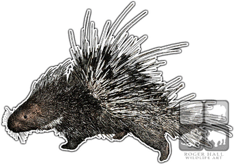 Malayan Porcupine Throw Blanket - Porcupine Drawing With Color Png