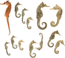 Seahorse Png Hd 8 Free Images Starpng