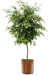 Download Hd Overview Of The Many Plants We Can Bring To Your - Weeping Fig Ficus Benjamina Png