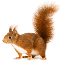 Squirrel Png Download Image - Red Squirrel Png