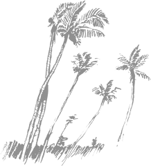 Black Palm Tree Png - Palm Trees Drawing 305355 Vippng Vector Graphics