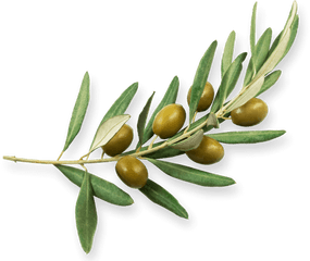 Olives - Olive Png