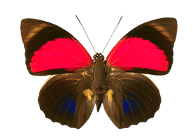 Butterfly Png Image