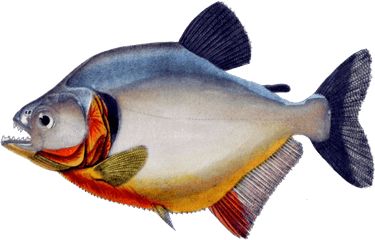 Piranha Png 7 Image - Piranha Fish Png