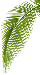 Palm Arecaceae Photography Leaf Branch Free Hq Image - Palm Transparent Background Coconut Leaf Png