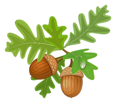 Acorn Free PNG HQ