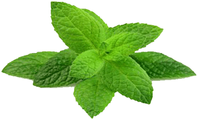 Mint Paste - Houseplant Png