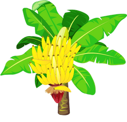 Download Transparent Banana Tree Png - Banana Tree Png Clipart