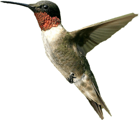 Png File Icon Favicon - Hummingbird Transparent