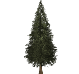 Download Redwood Tree Png Image Freeuse - Boreal Conifer