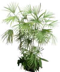 Indoor Tropical Plants - Rhapis Humilis In Pot Png