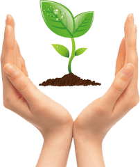 Tree Seedling Clip Art - Hands Holding Plant Clipart Png