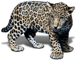 Animal Jaguar Png Free Download - Jaguar