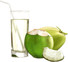 Fresh Coconut Pic Green PNG File HD