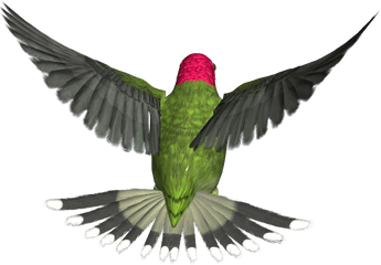 Download - Flying Bird Gif Png