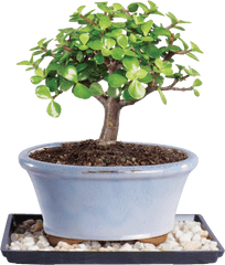 Bonsai Jade Tree Png Image - Bonsai Tree Jade Plant