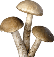 Mushroom Png Image