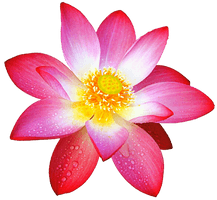 Pink Lotus Flower PNG Free Photo