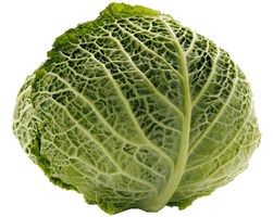 Cabbage Transparent - Free PNG