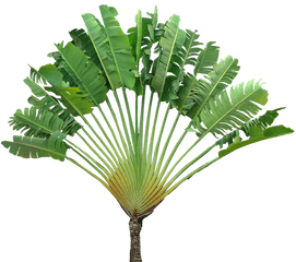 Download Hd Travellers Palm Ravenala - Ravenala Madagascariensis Png