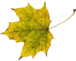 10 Maple Leaves Transparent - Sugar Maple Leaf Clip Art Png