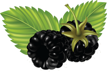 Download Blackberry Png Image For Free - Blackberry Cartoon Png