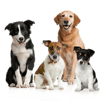 Dog Png Image Picture Download Dogs