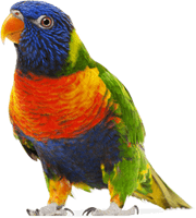 Colorful Parrot Png Images Download