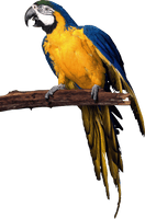 Parrot Png Images Download