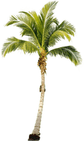 Tropical Palm Tree Png